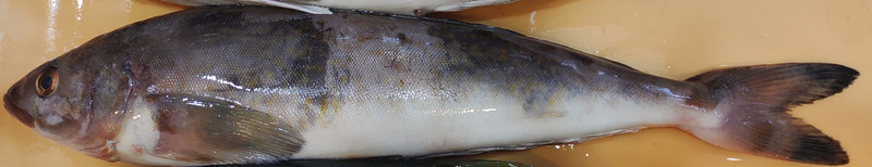 質問に添付された魚の写真