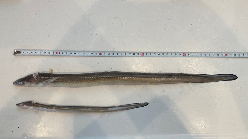 質問に添付された魚の写真