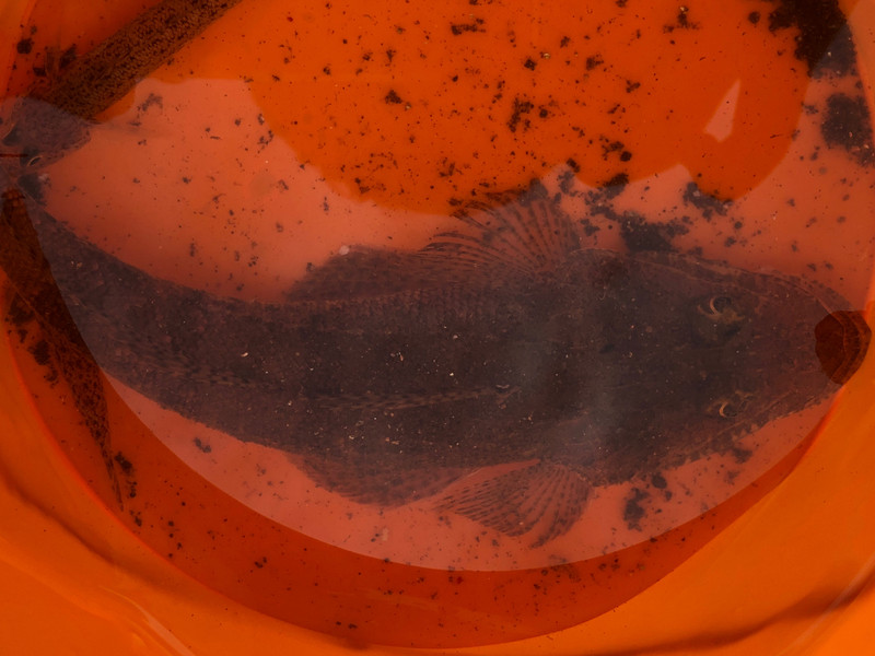 質問に添付された魚の写真