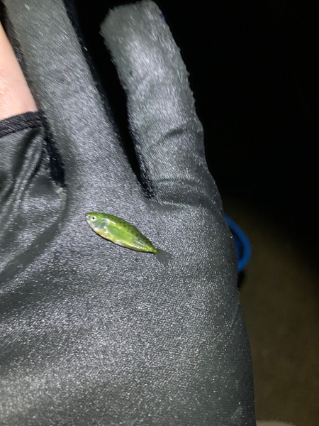 質問に添付された魚の写真