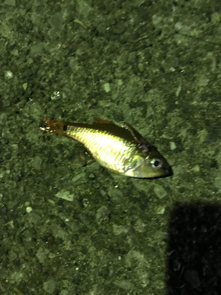 質問に添付された魚の写真