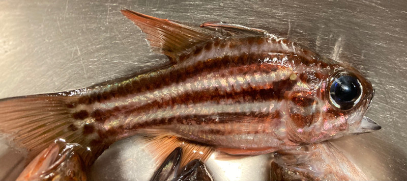 質問に添付された魚の写真