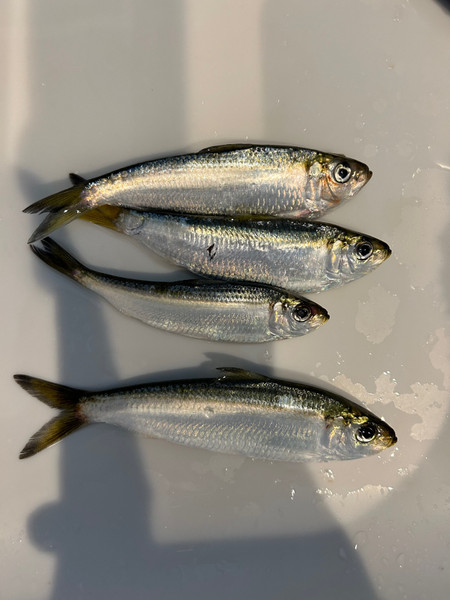 質問に添付された魚の写真