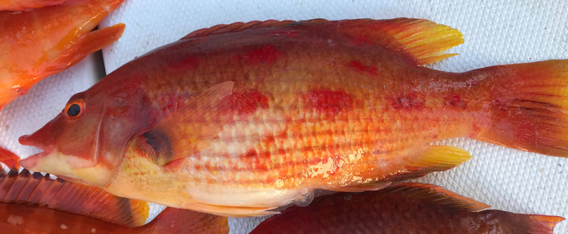 質問に添付された魚の写真