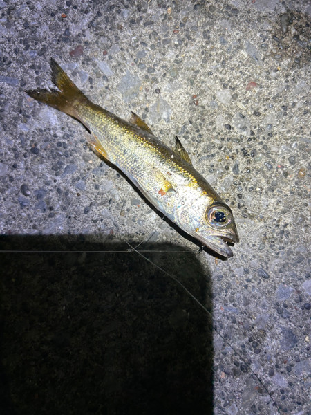 質問に添付された魚の写真