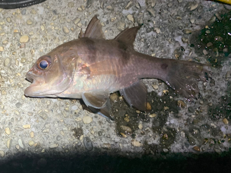 質問に添付された魚の写真