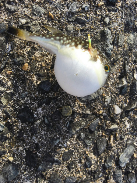 質問に添付された魚の写真
