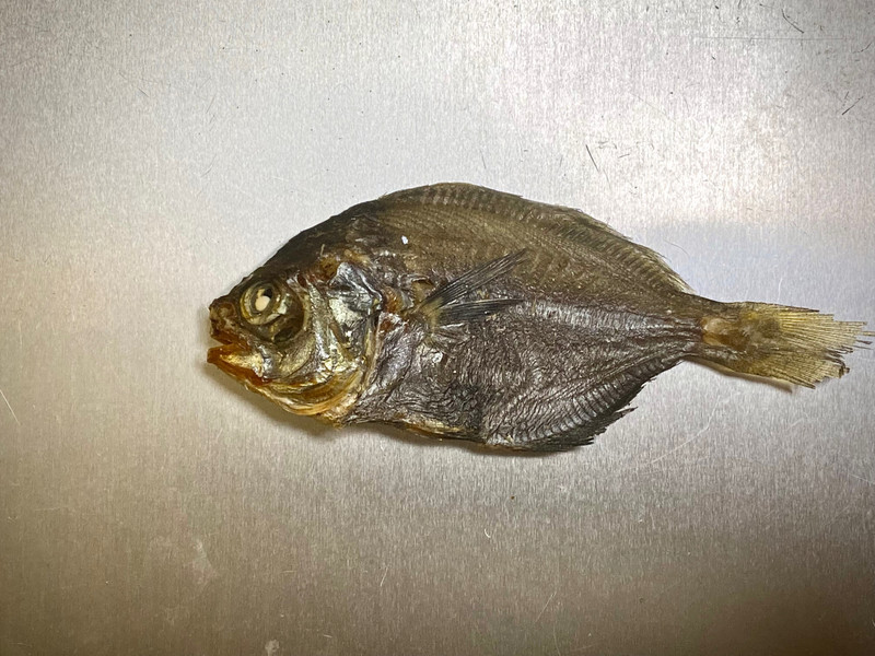 質問に添付された魚の写真
