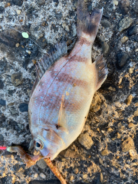質問に添付された魚の写真