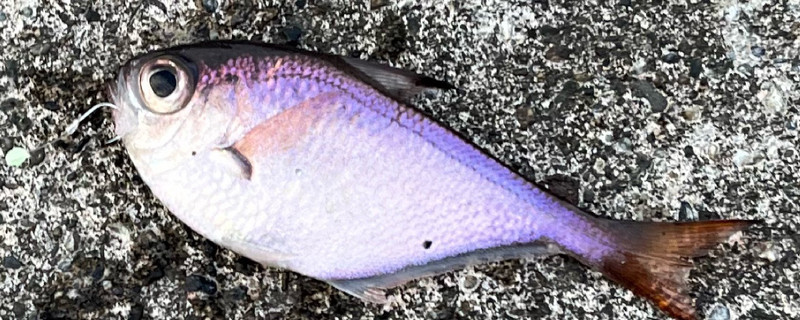 質問に添付された魚の写真