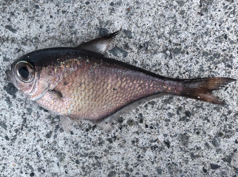 質問に添付された魚の写真