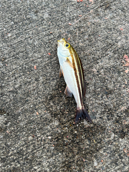 質問に添付された魚の写真