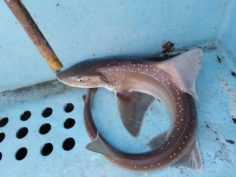 質問に添付された魚の写真