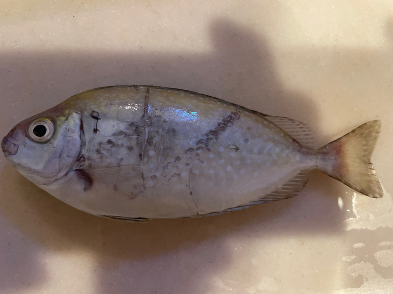 質問に添付された魚の写真