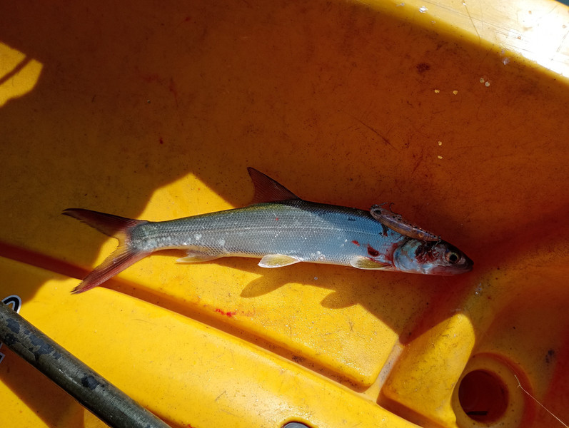 質問に添付された魚の写真