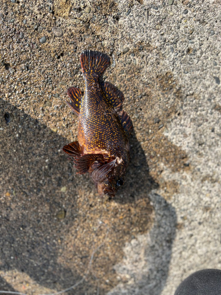 質問に添付された魚の写真