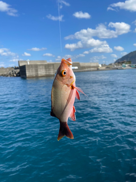 質問に添付された魚の写真
