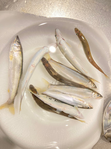 質問に添付された魚の写真