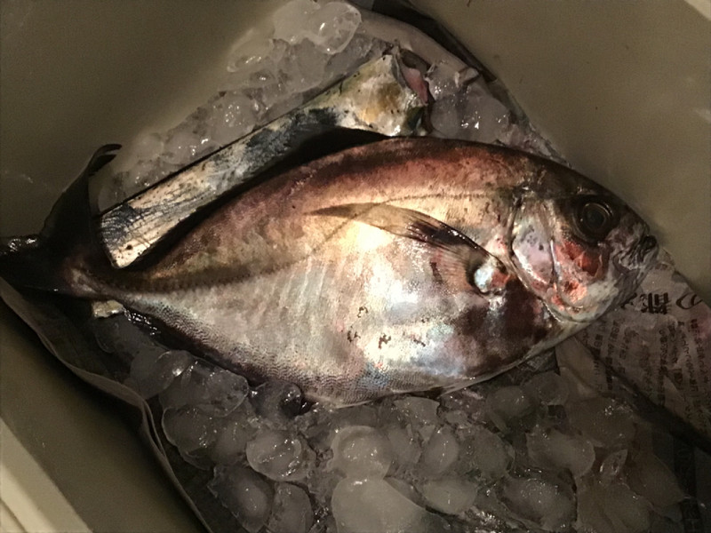 質問に添付された魚の写真
