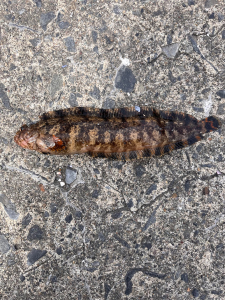 質問に添付された魚の写真