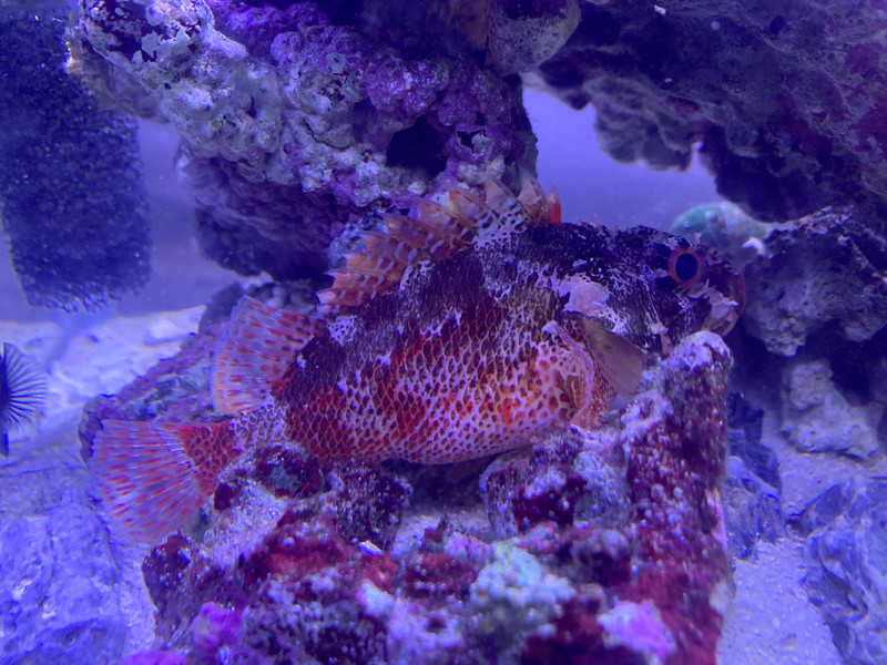 質問に添付された魚の写真