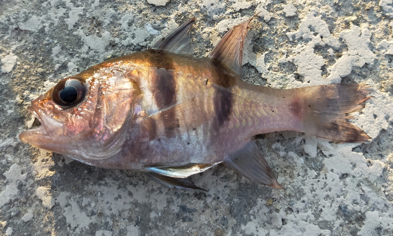 質問に添付された魚の写真