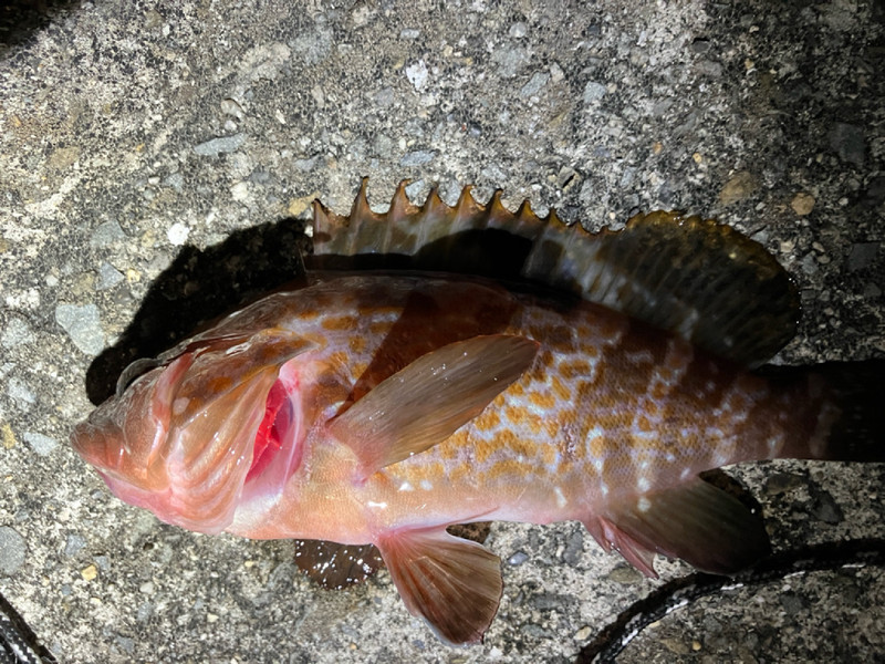 質問に添付された魚の写真
