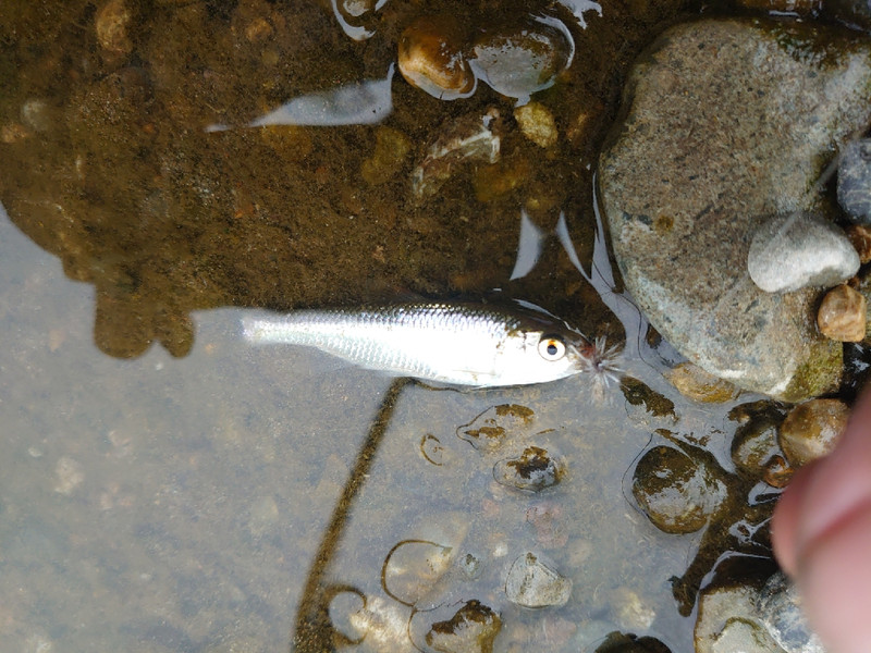 質問に添付された魚の写真