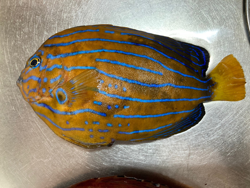 質問に添付された魚の写真