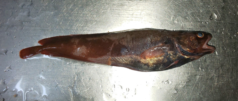 質問に添付された魚の写真