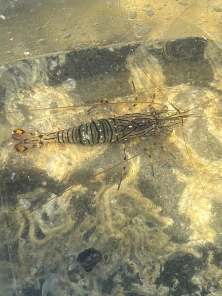 質問に添付された魚の写真