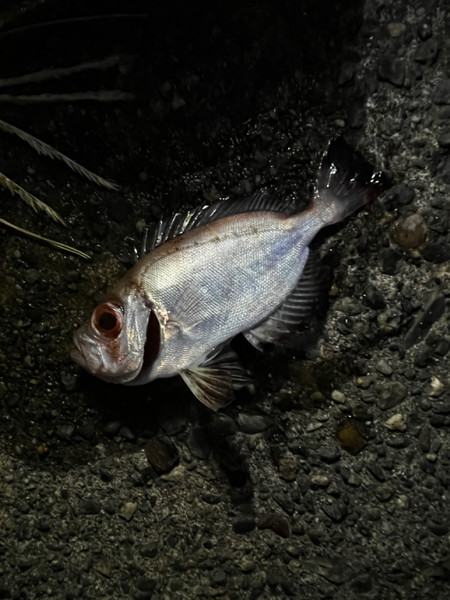 質問に添付された魚の写真