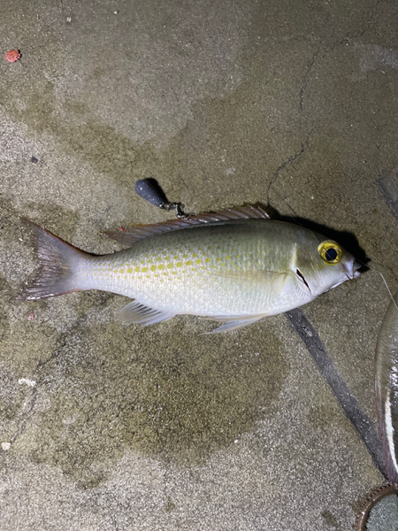 質問に添付された魚の写真
