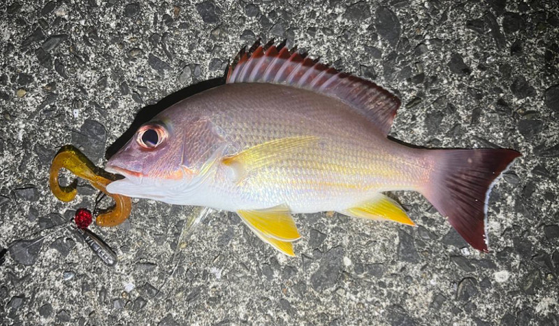 質問に添付された魚の写真