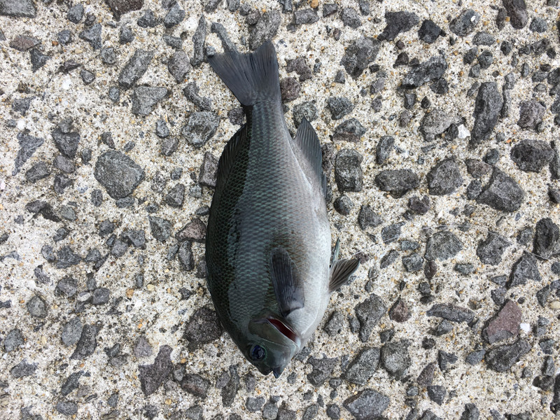 質問に添付された魚の写真