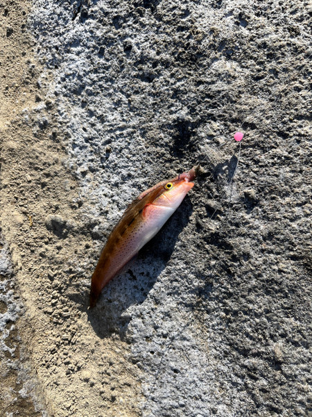 質問に添付された魚の写真