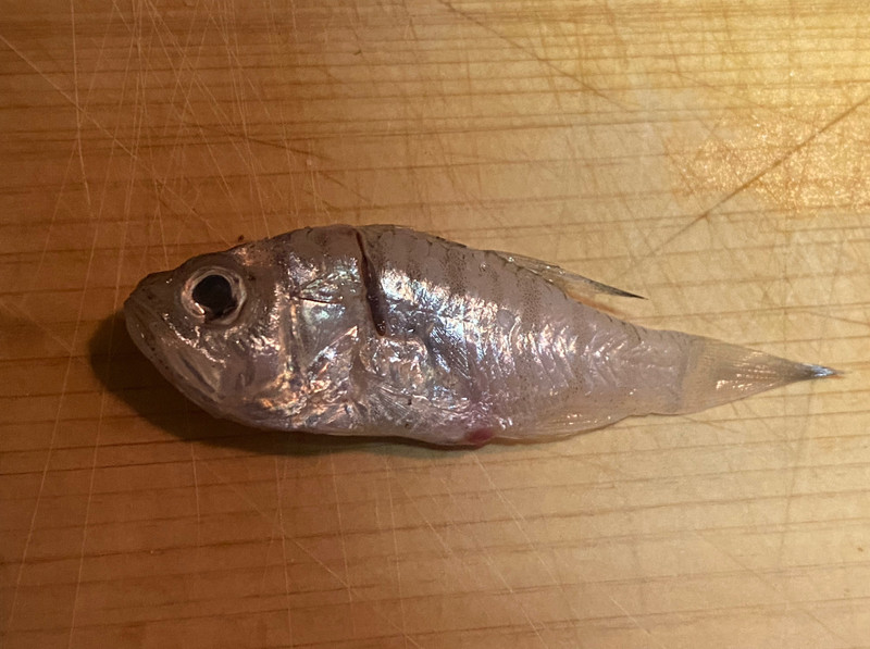 質問に添付された魚の写真