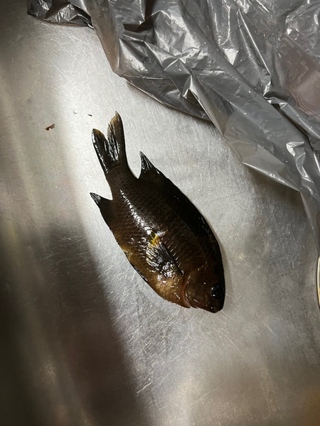質問に添付された魚の写真