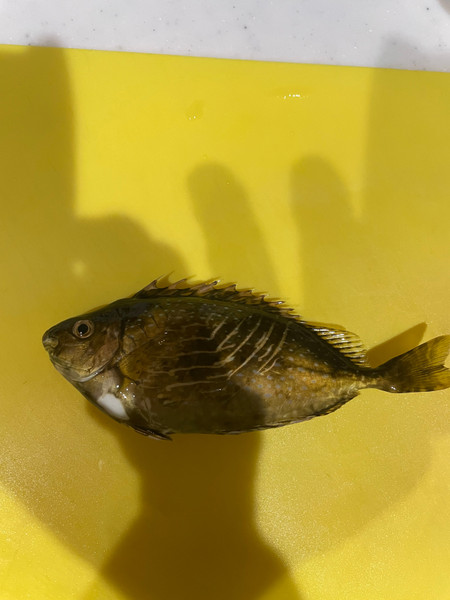 質問に添付された魚の写真