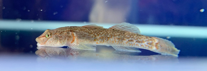 質問に添付された魚の写真
