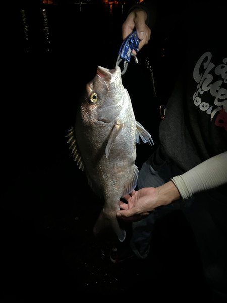 質問に添付された魚の写真