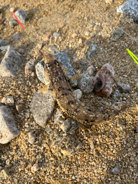 質問に添付された魚の写真