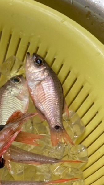 質問に添付された魚の写真