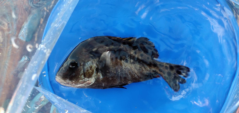 質問に添付された魚の写真