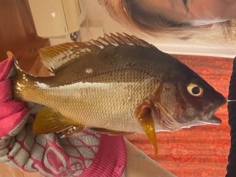 質問に添付された魚の写真