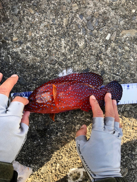 質問に添付された魚の写真
