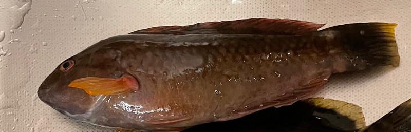 質問に添付された魚の写真
