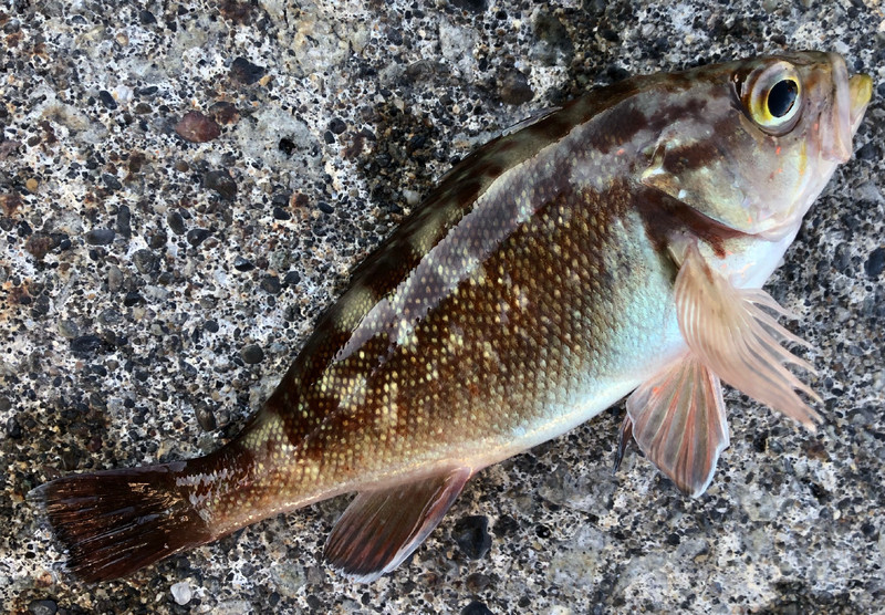 質問に添付された魚の写真