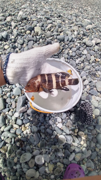 質問に添付された魚の写真