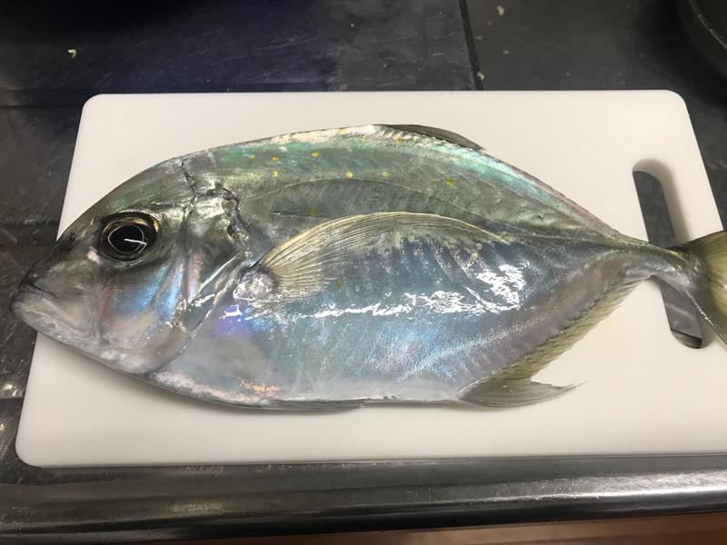 質問に添付された魚の写真
